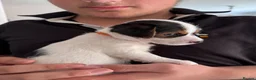 Jack Russell dogs for sale: 1 lovely little girl Jack russell  - Advert 2