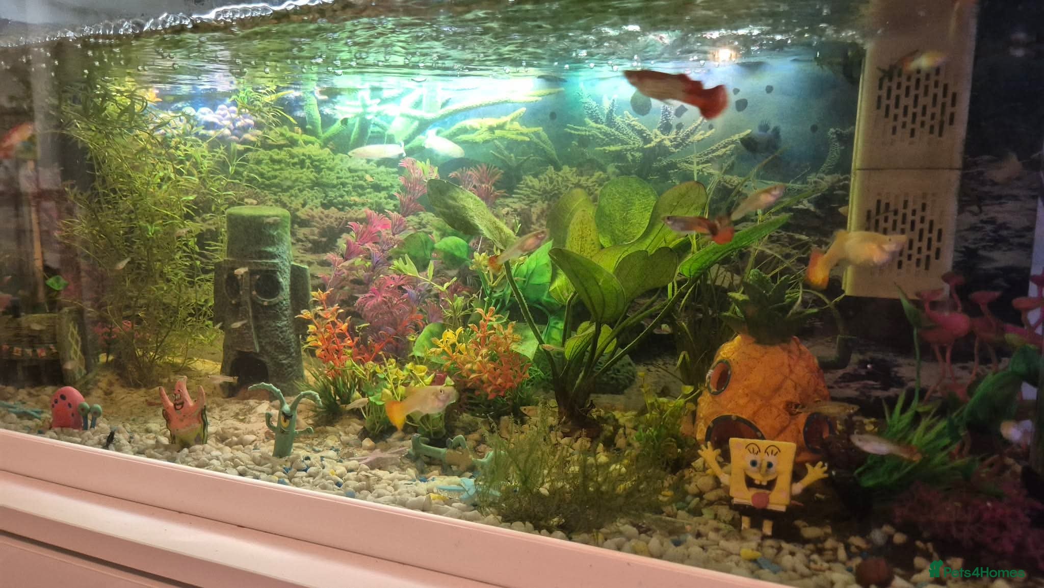 Other/Mixed Breed fish Guppies - Advert 2