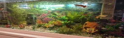 Other/Mixed Breed fish for sale: Guppies - Advert 1