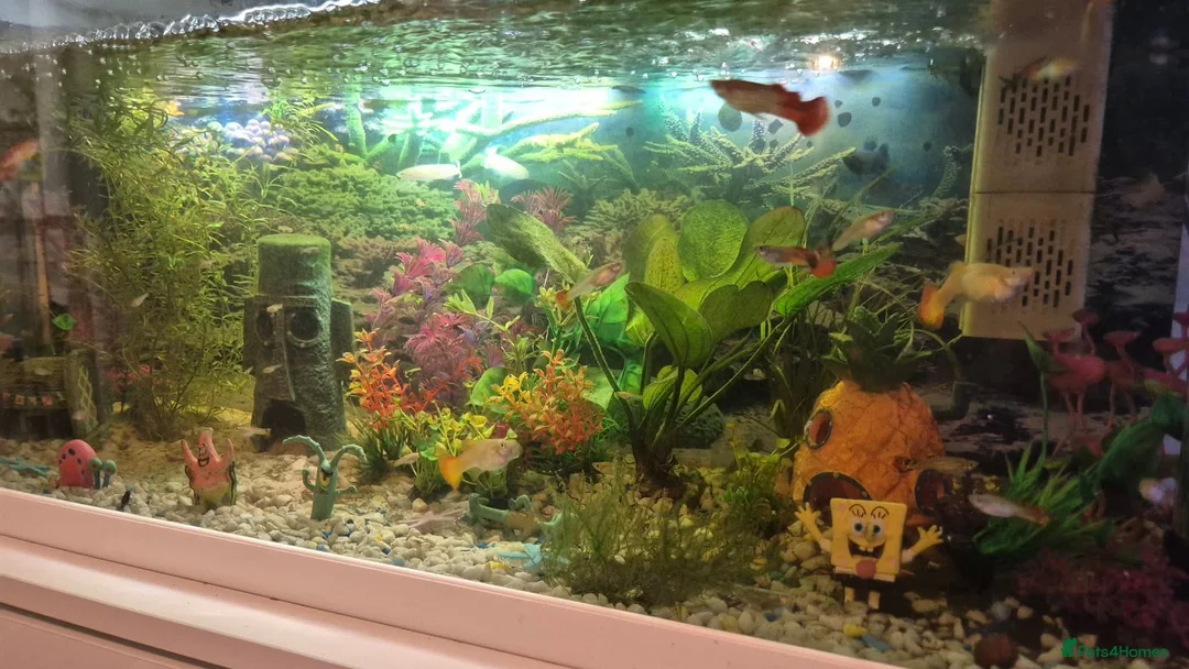 Other/Mixed Breed fish for sale: Guppies - Advert 1