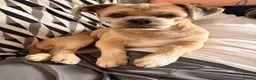 Lhasa Apso dogs for stud: Walter Lhasa apso for stud - Advert 2