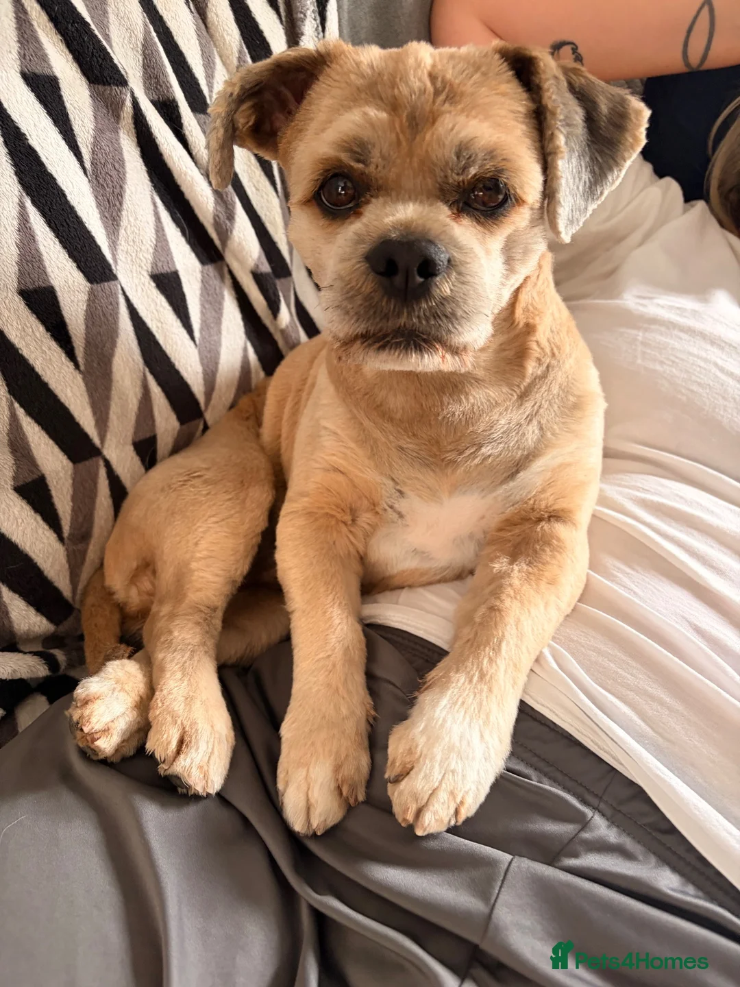 Lhasa Apso dogs for stud: Walter Lhasa apso for stud - Advert 2