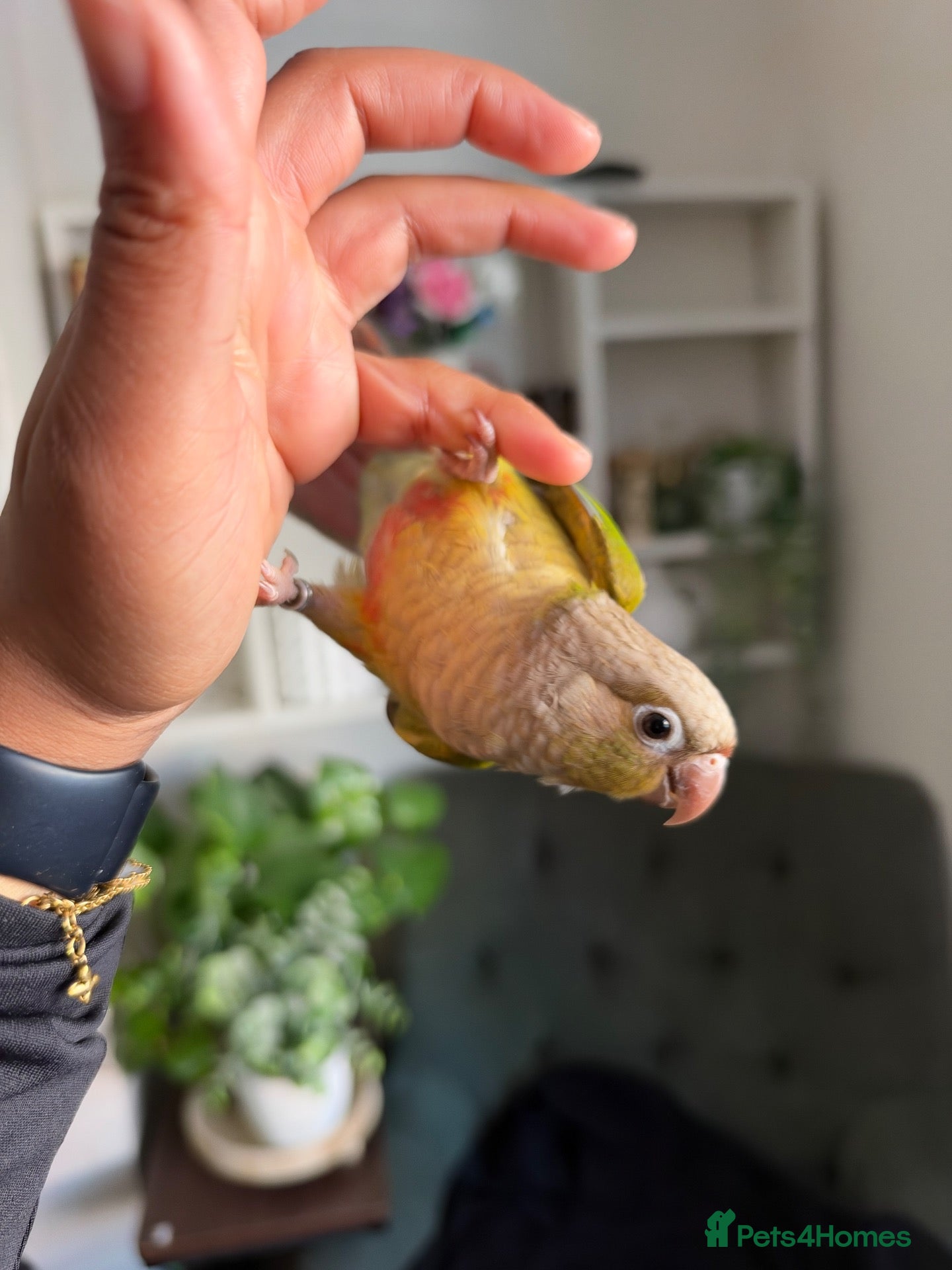 Conures birds 3 month old baby  - Advert 9