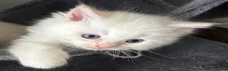 Ragdoll cats for sale: Beautiful Pedigree Ragdoll Kittens  - Advert 5