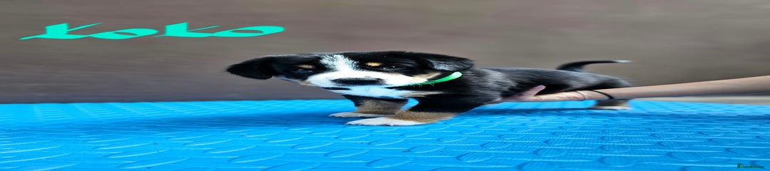 Entlebucher Mountain Dog Puppy 1