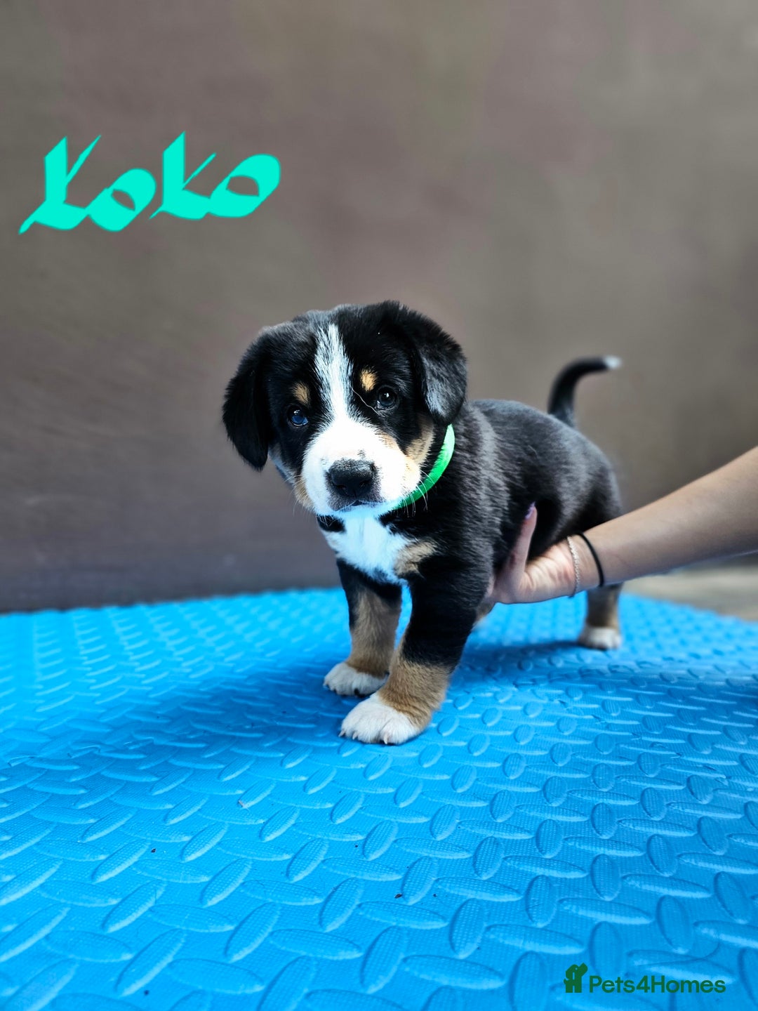 Entlebucher Mountain Dog dogs for sale: Entlebucher Mountain Dog - Image 2