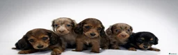 Miniature Dachshund dogs for sale: ✨MINI DACHSHUND LONG HAIR ✨👑 KC 👑 - Advert 1