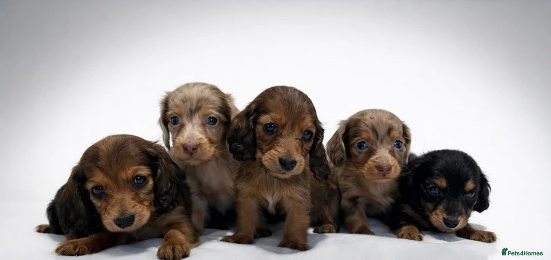 Miniature Dachshund dogs for sale: ✨MINI DACHSHUND LONG HAIR ✨👑 KC 👑 - Advert 1