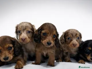 Miniature Dachshund dogs for sale: ✨MINI DACHSHUND LONG HAIR ✨👑 KC 👑 - Advert 1