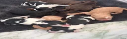 Cocker Spaniel dogs for sale: Beautiful Litter of Cocker Spaniels  in Kettering - Advert 10