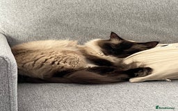 Ragdoll cats for sale: Loving Home Needed for Our Dear Cat, Nina - Image 10