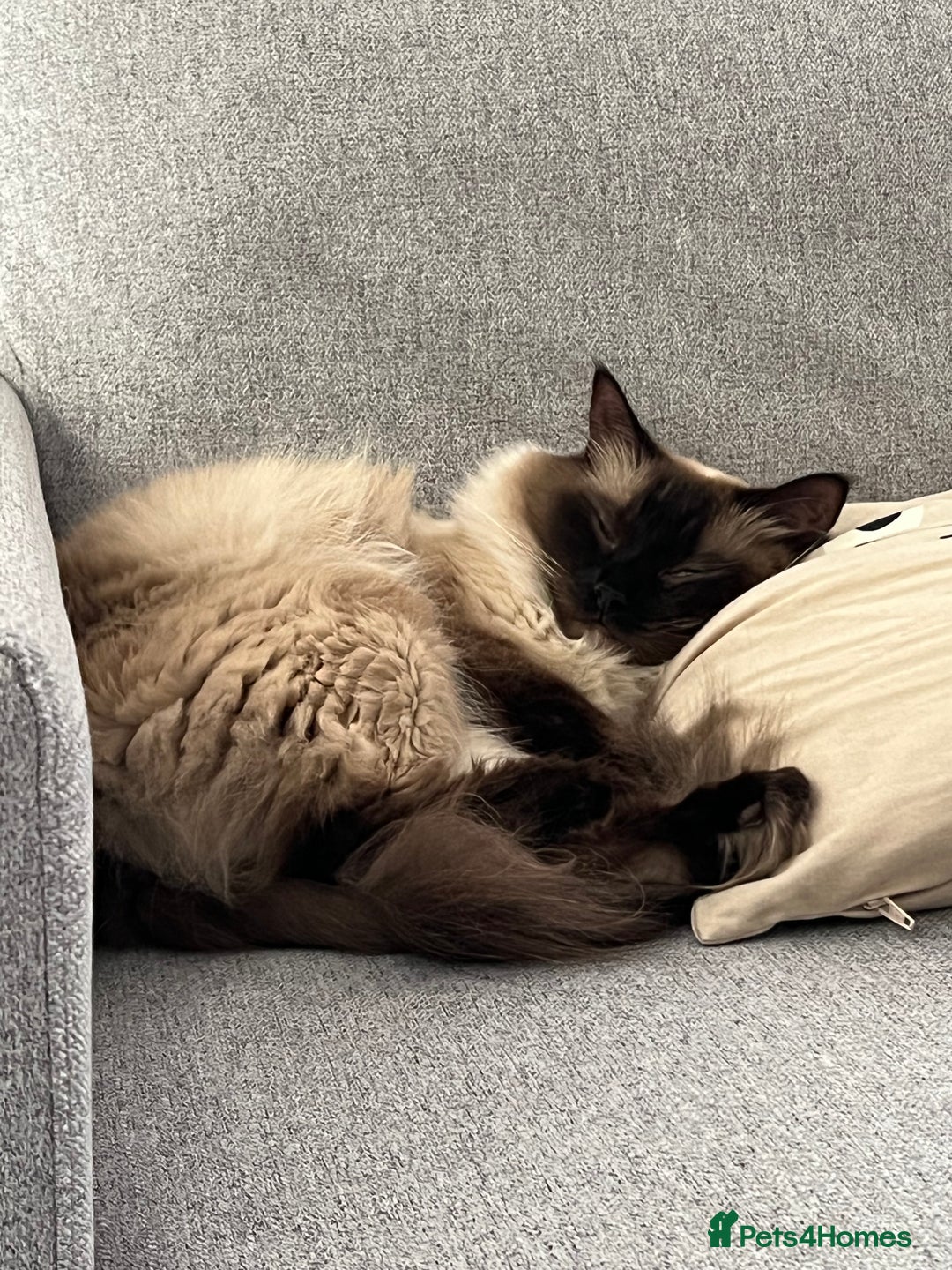 Ragdoll cats for sale: Loving Home Needed for Our Dear Cat, Nina - Image 10