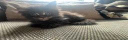 Maine Coon cats for sale: Mainecoon Kittens, ready 08/28! - Advert 10