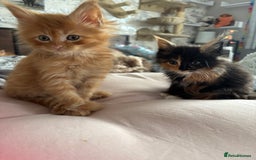Maine Coon cats for sale: Ginger / tri colour pure Maine coon kittens  - Image 10