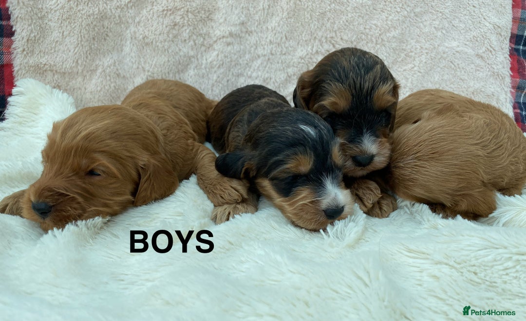 Cockapoo dogs for sale: F1 Cockapoo Puppies  - Image 6
