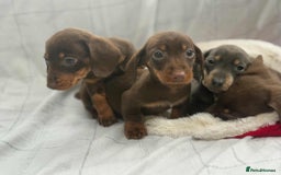 Miniature Dachshund dogs for sale: Miniature Dachshunds  - Image 8