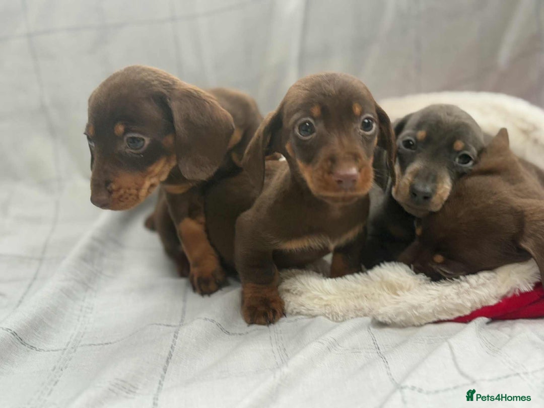 Miniature Dachshund dogs for sale: Miniature Dachshunds  - Image 8
