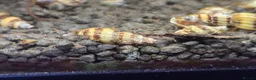 Snails invertebrates for sale: 10 x Assassin snail  in Loughborough - Advert 2