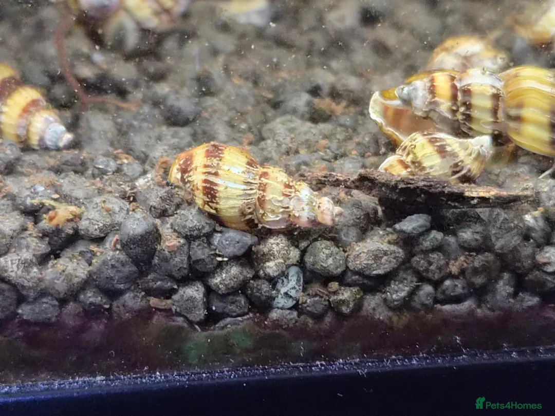 Snails invertebrates for sale: 10 x Assassin snail  in Loughborough - Advert 2