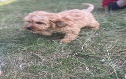Cavapoo dogs for sale: Last beautiful boy health checked 🥰 - Image 7