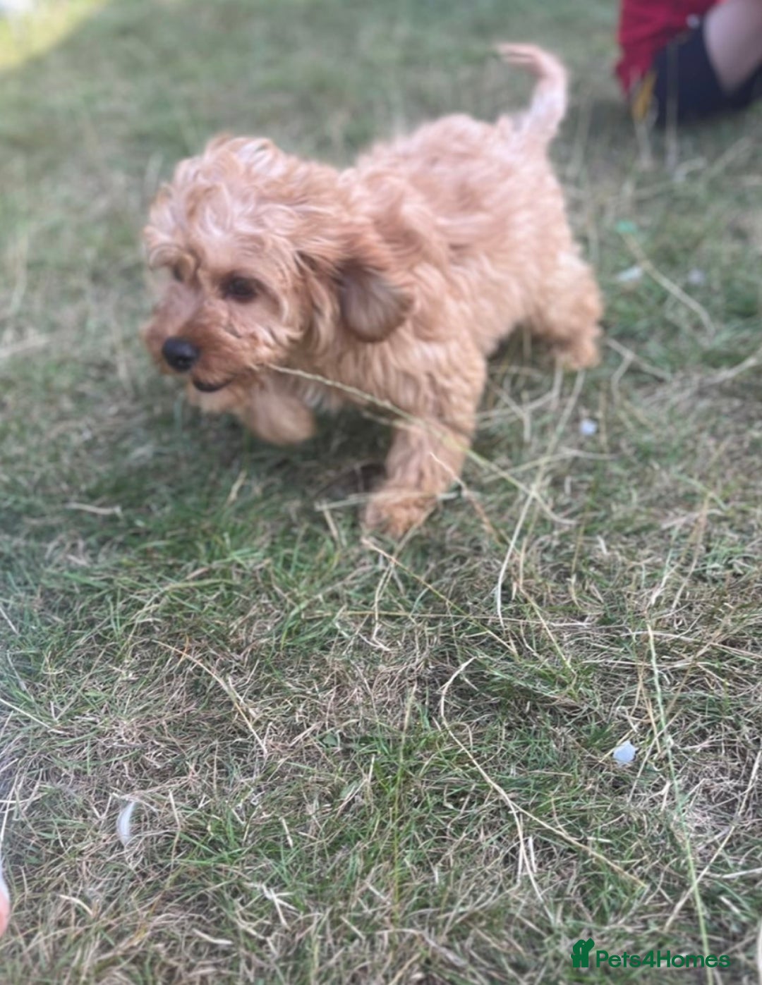 Cavapoo dogs for sale: Last beautiful boy health checked 🥰 - Image 7
