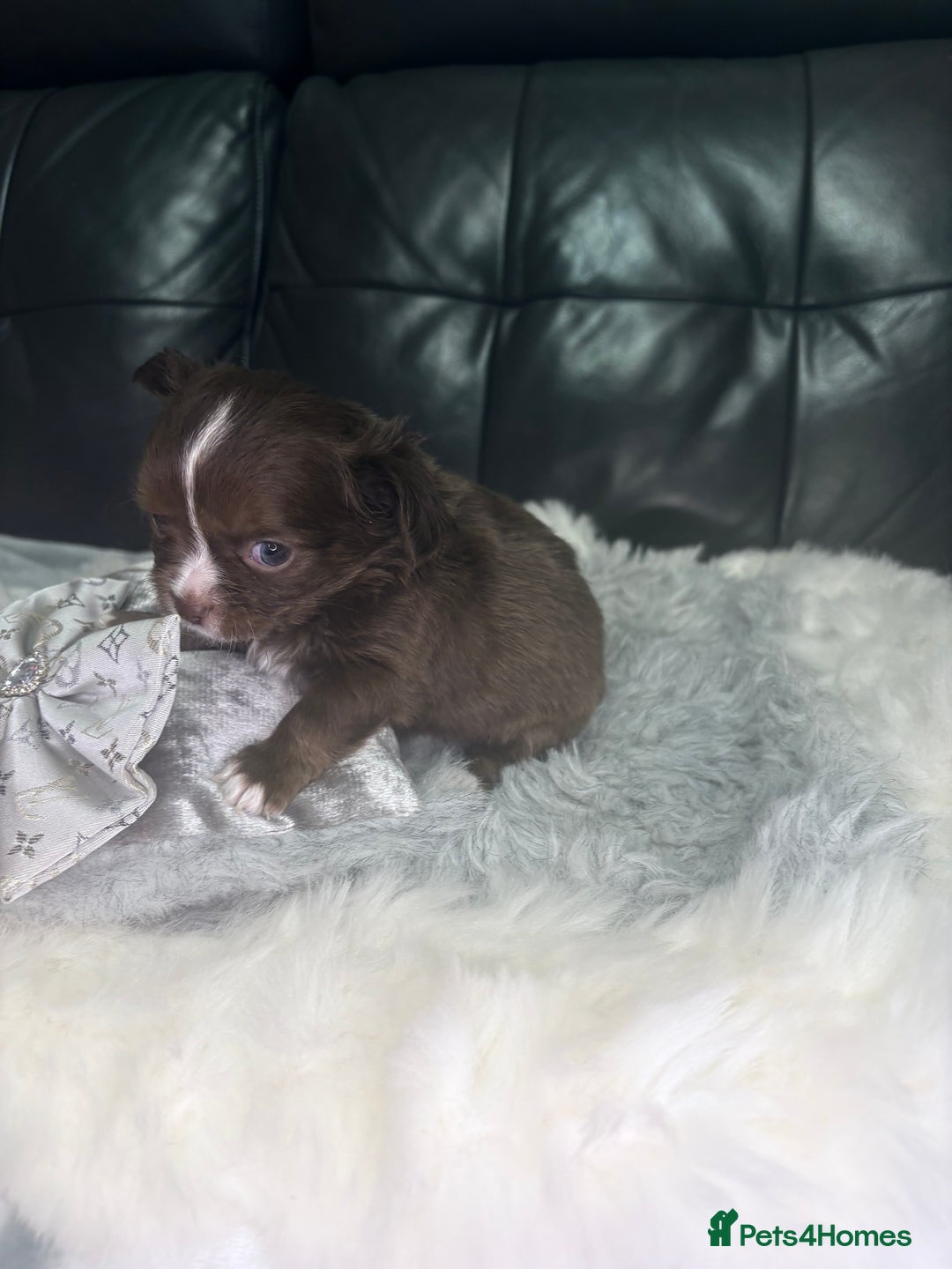 Chihuahua dogs for sale: Stunning tiny Chihuahua puppy’s male female  - Advert 28