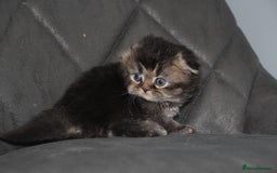 Scottish Fold cats for sale: Six wonderful Scottish Fold/straight kittens - Image 6
