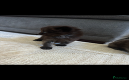 Maine Coon cats for sale: Maine coon x ragdoll kittens - Image 2