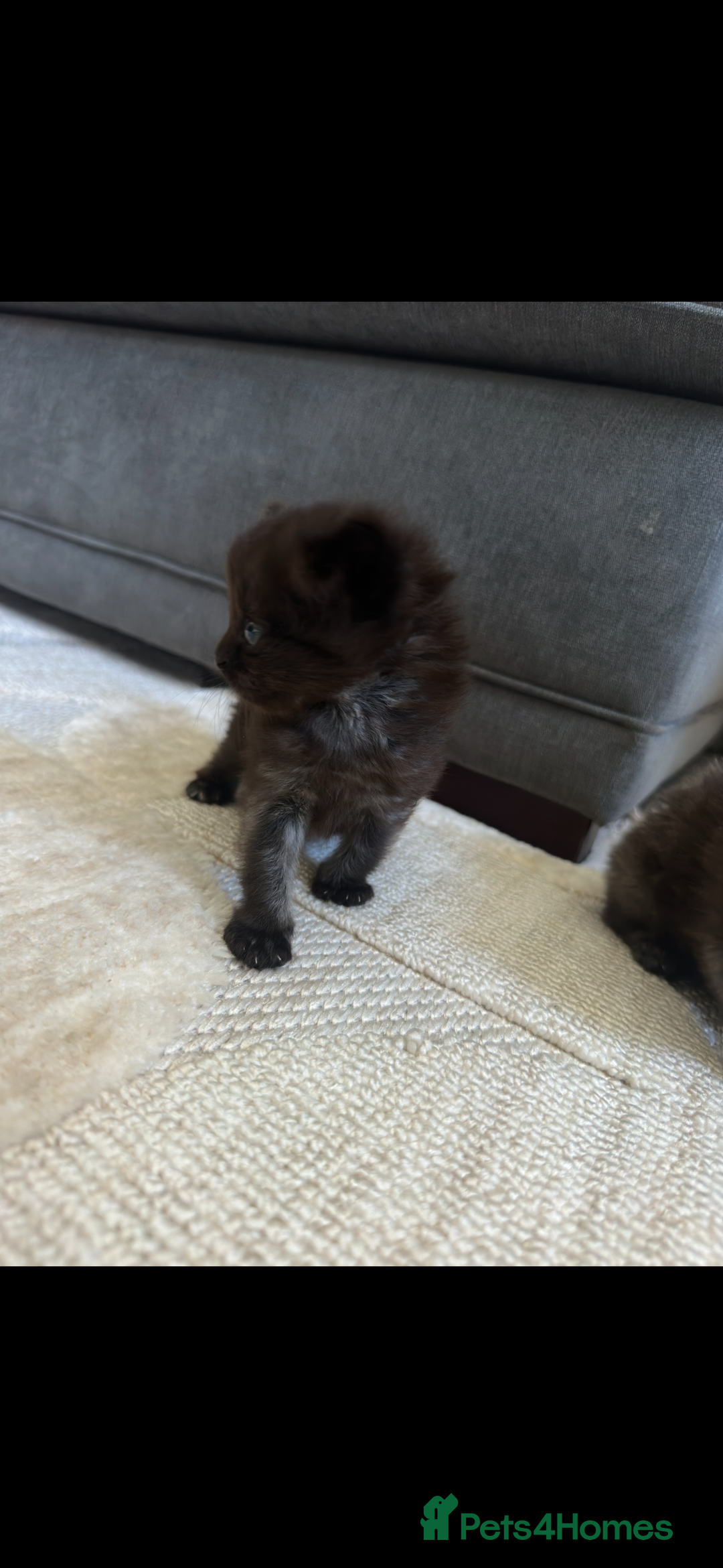 Maine Coon cats for sale: Maine coon x ragdoll kittens - Image 2