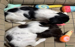 English Springer Spaniel dogs for sale: KC Springer Spaniel  - Advert 7