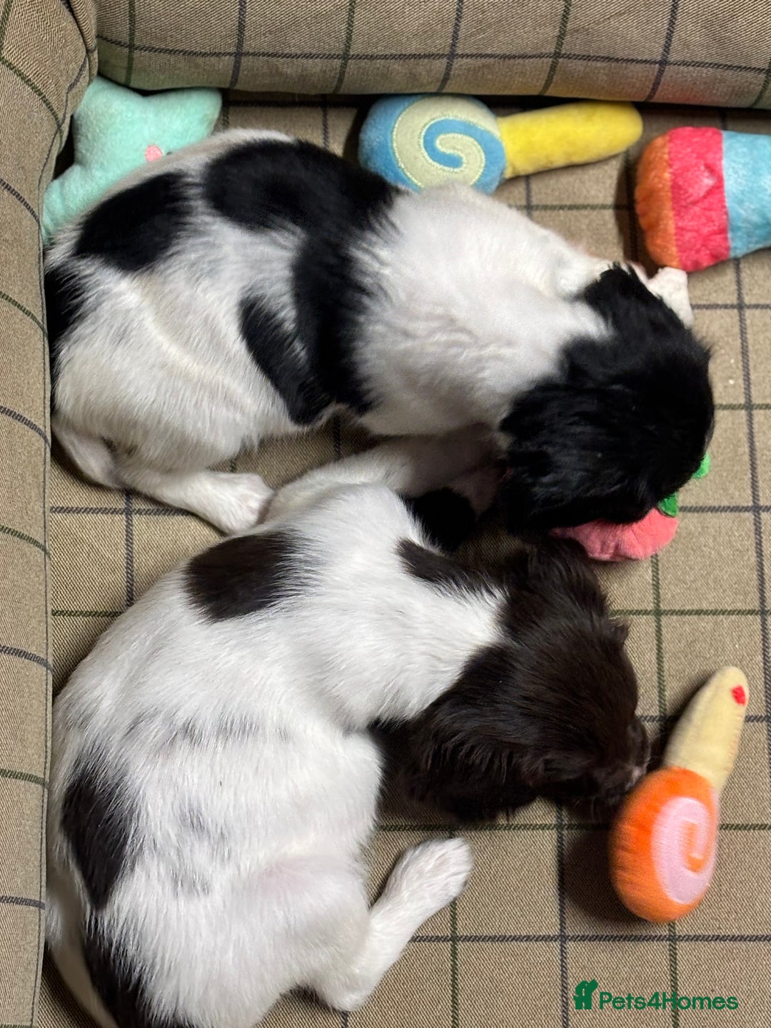 English Springer Spaniel dogs for sale: KC Springer Spaniel  - Advert 7