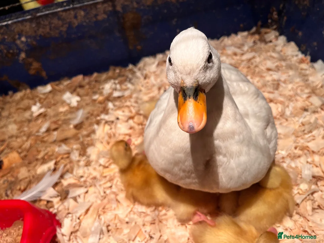 Mixed Breed birds for sale: Call ducks in Crediton - Advert 2