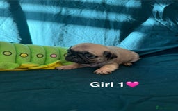 Pug dogs for sale: Stunning Fawn Pug KC Registered Litter - Image 11