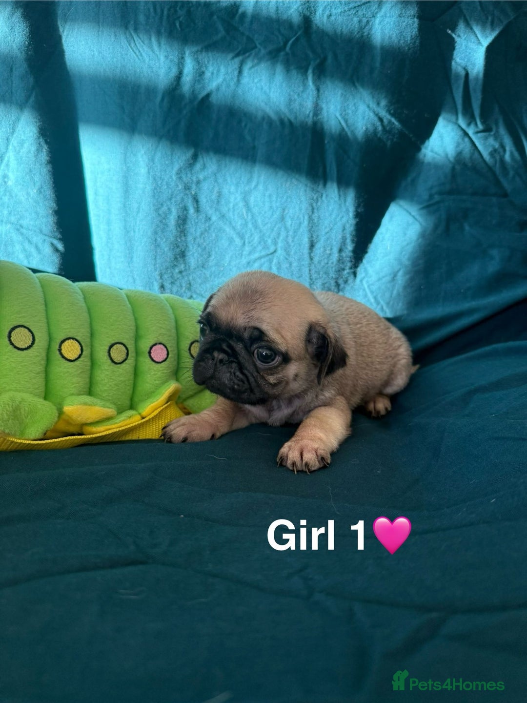 Pug dogs for sale: Stunning Fawn Pug KC Registered Litter - Image 11