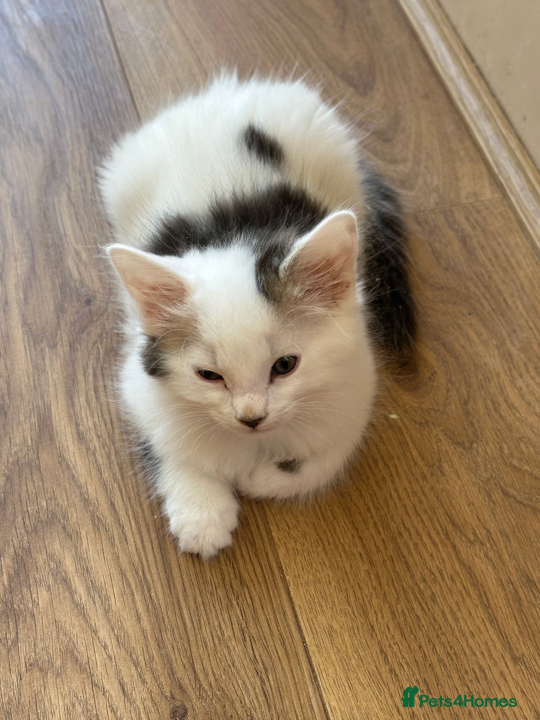 Mixed Breed cats for sale: Kittens for sale  - Image 26
