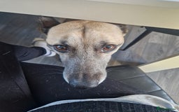 Lurcher dogs for sale: sadly im having to rehome and dont want £75  - Advert 5