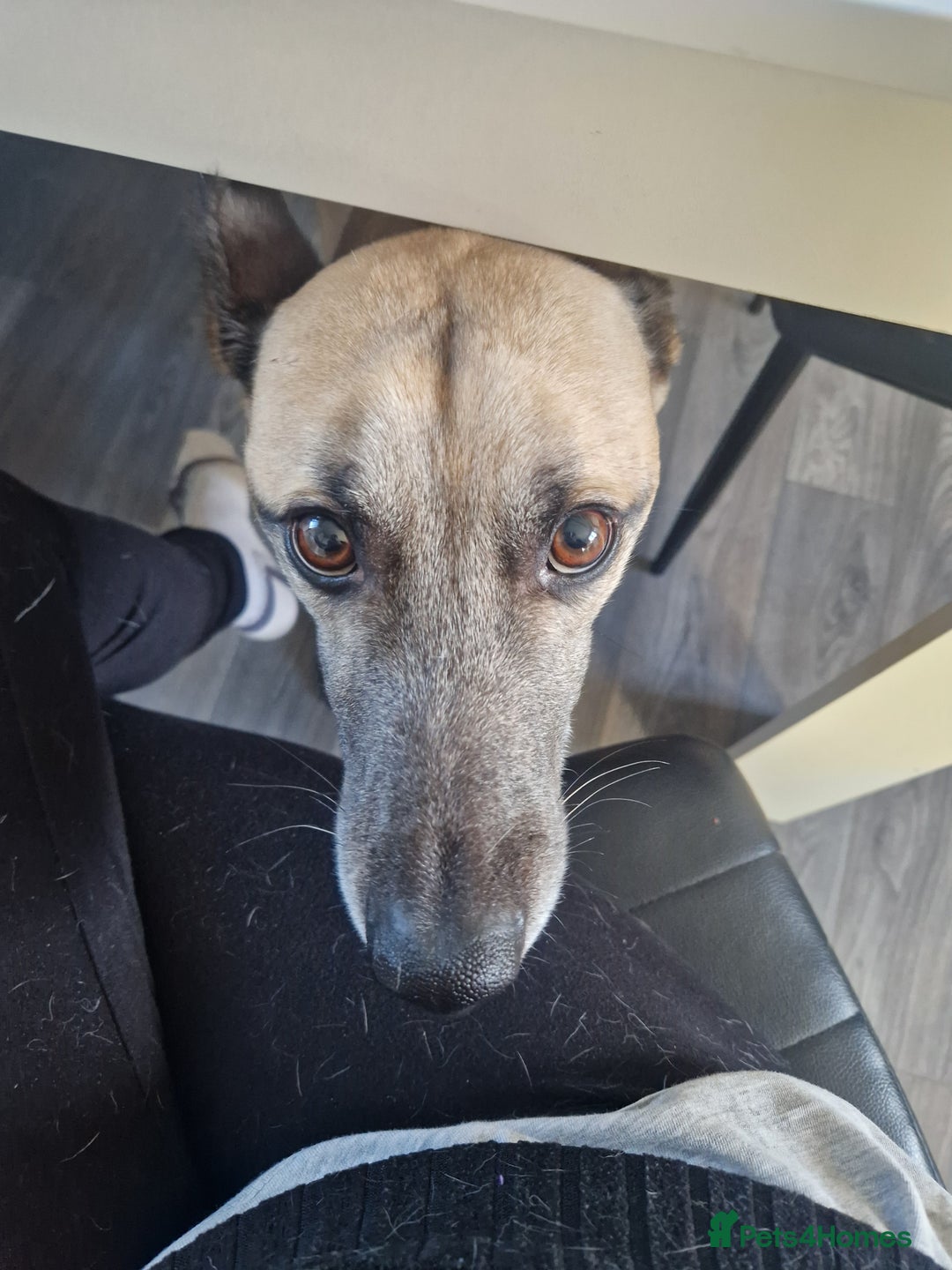 Lurcher dogs for sale: sadly im having to rehome and dont want £75  - Advert 5