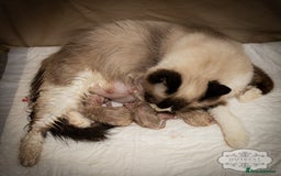Ragdoll cats for sale: Ragdoll Bicolor Kitten Girl TICA REDUCED!!! - Image 10