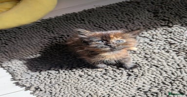 Mixed Breed cats - Advert 11