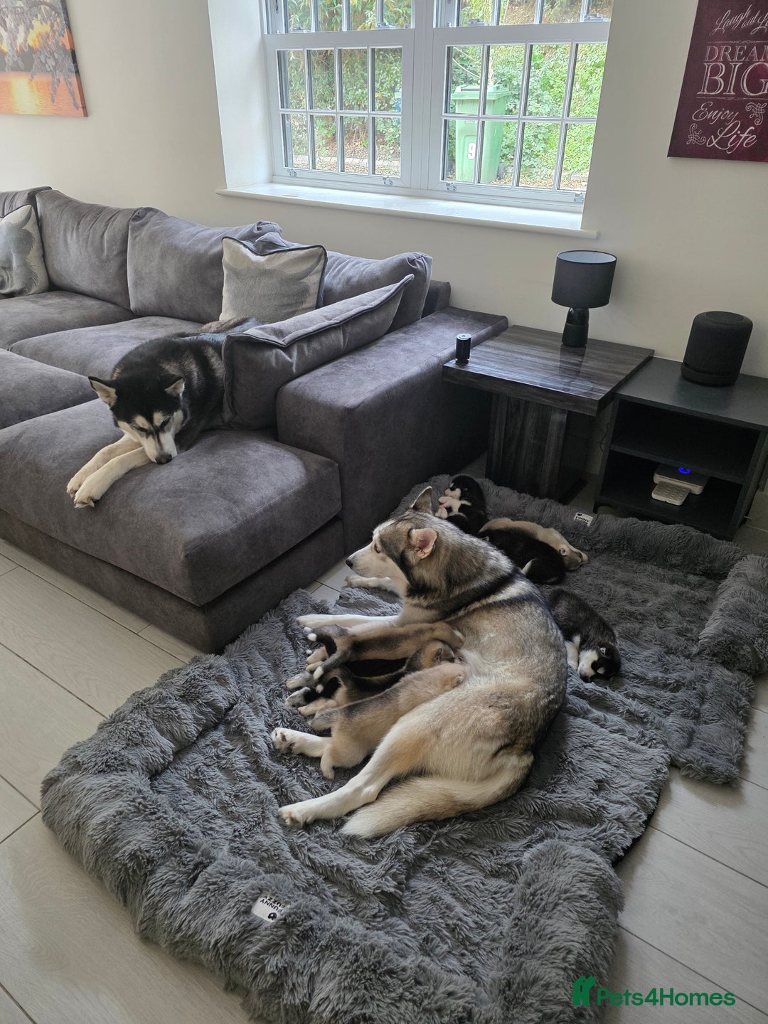 Siberian Husky dogs for sale: Siberian Husky Puppies - Image 1