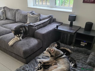 Siberian Husky dogs - Advert 2