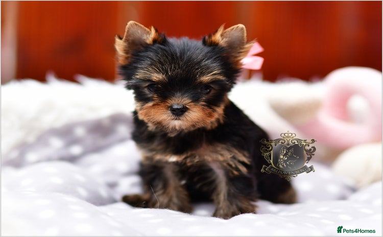 Yorkshire Terrier dogs - Advert 1