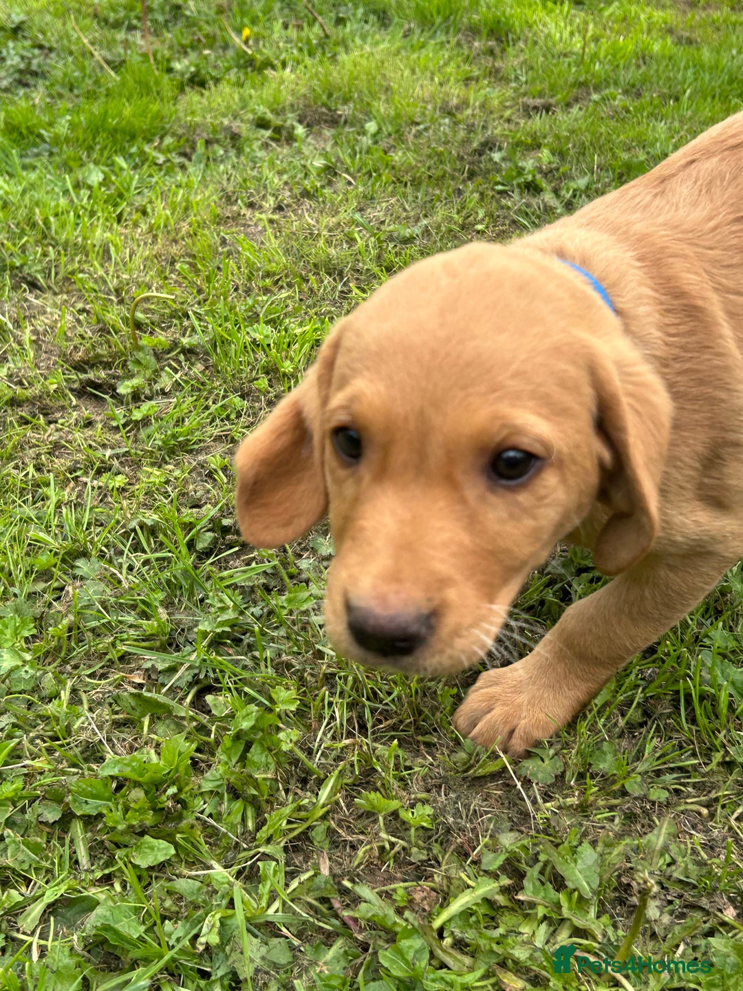 Labrador Retriever dogs for sale: Ready to go! KC reg Labradors (yellow/Foxred) - Image 33