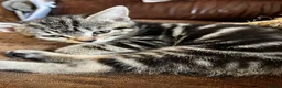 Bengal cats for sale: Glittery Bengal X With Famous References! - Advert 7