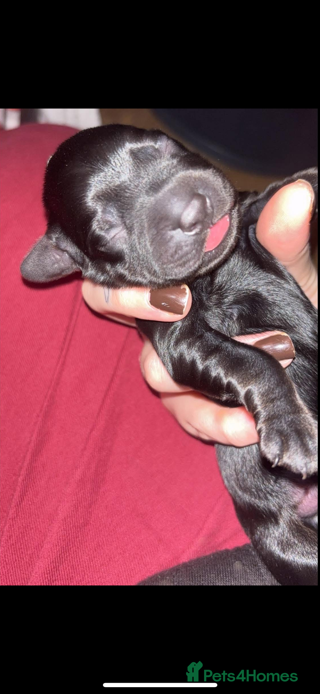 Cockerdor dogs for sale: Cockerdors  - Advert 3