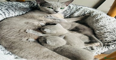 Russian Blue cats ***Gorgeous TICA Russian Blue Kitten Girl*** - Advert 3