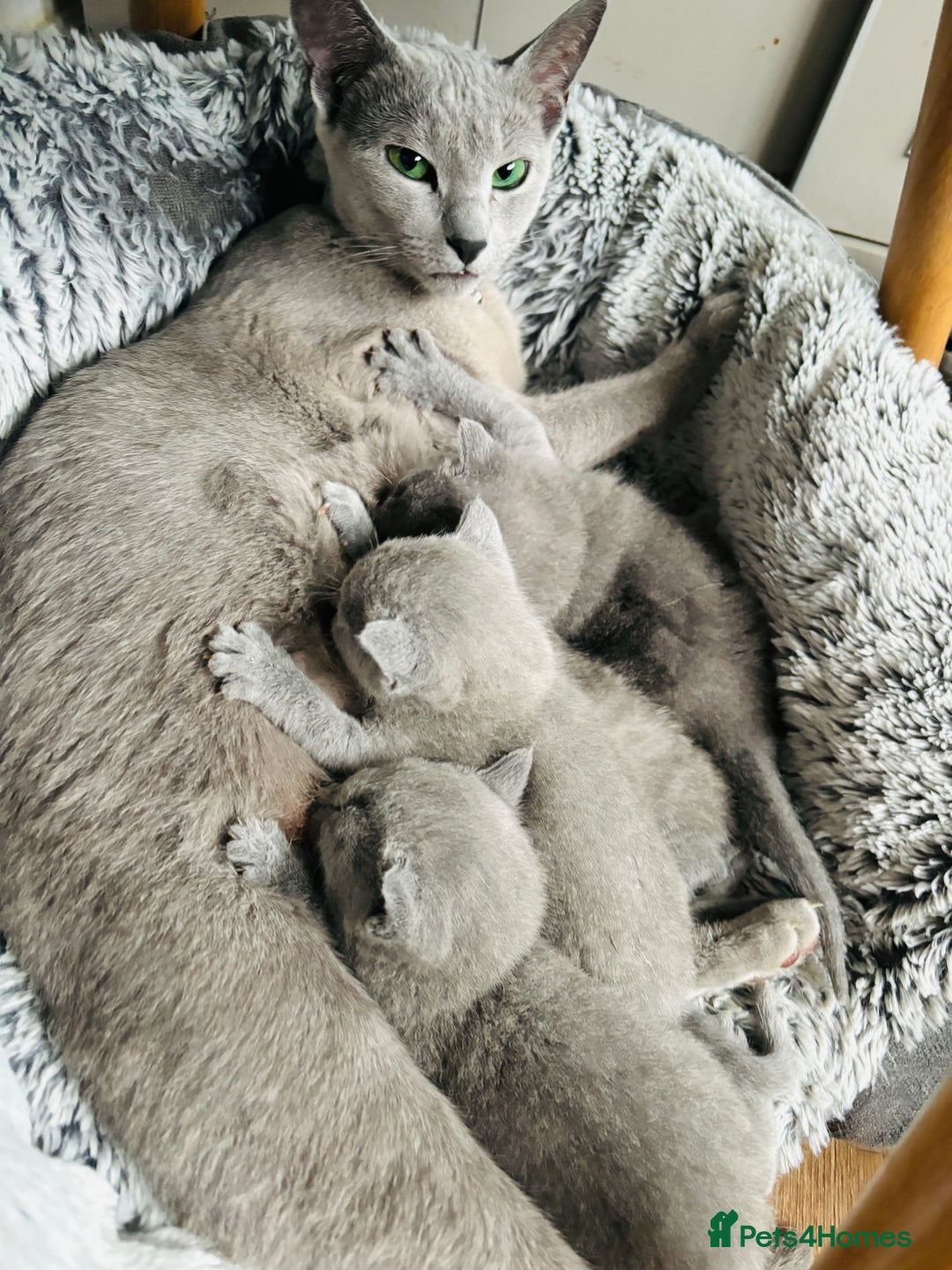 Russian Blue cats for sale: ***Gorgeous TICA Russian Blue Kitten Girl*** - Advert 2