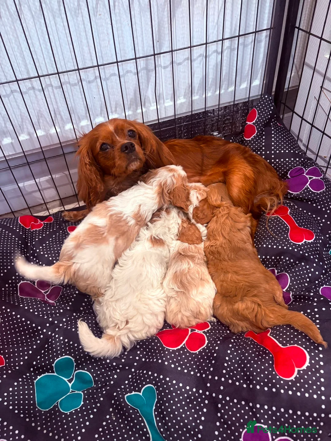Cavapoo dogs for sale: Cavapoo Puppies - Advert 5