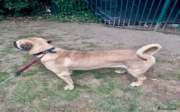 Cane Corso dogs for sale: 🐾 Male Cane Corso  - Image 9