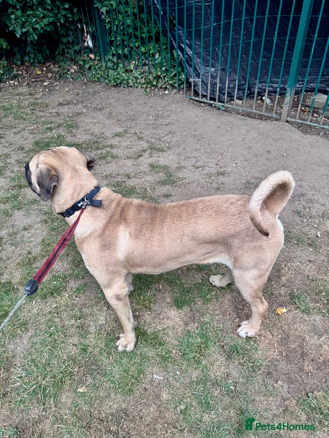 Cane Corso dogs for sale: 🐾 Male Cane Corso  - Image 9